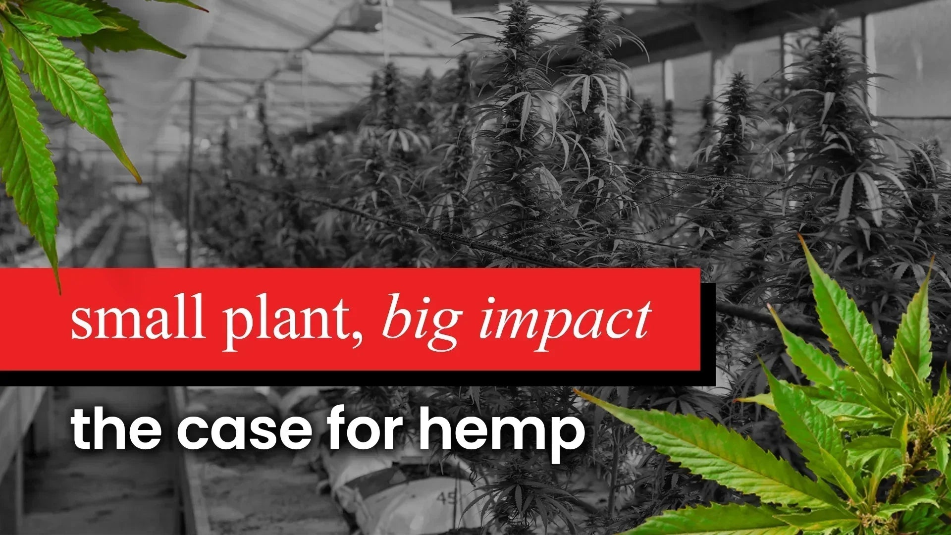 Small Plant, Big Impact: The Case for Hemp This Earth Month