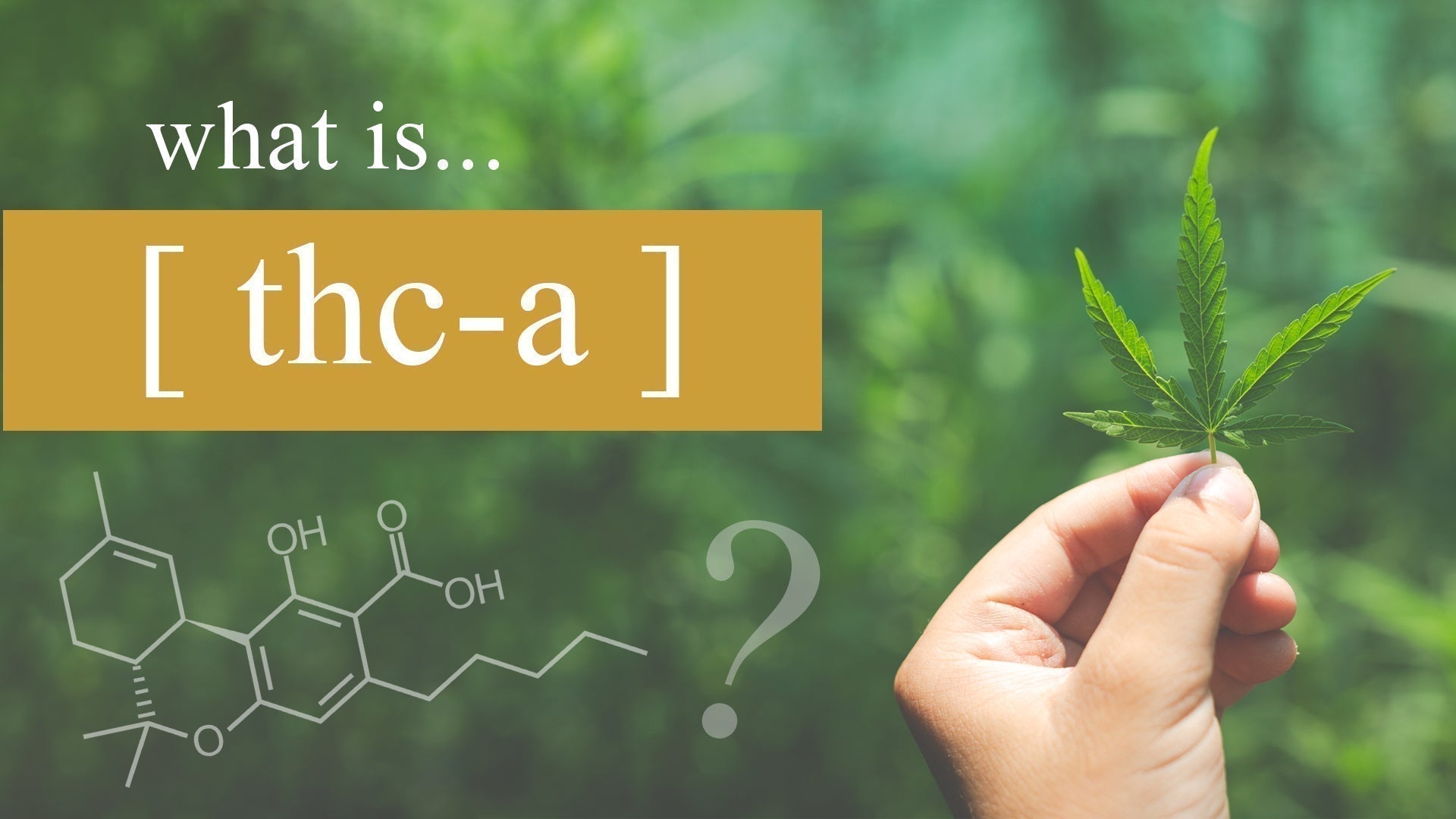 What is THC-A | THC-A Weed